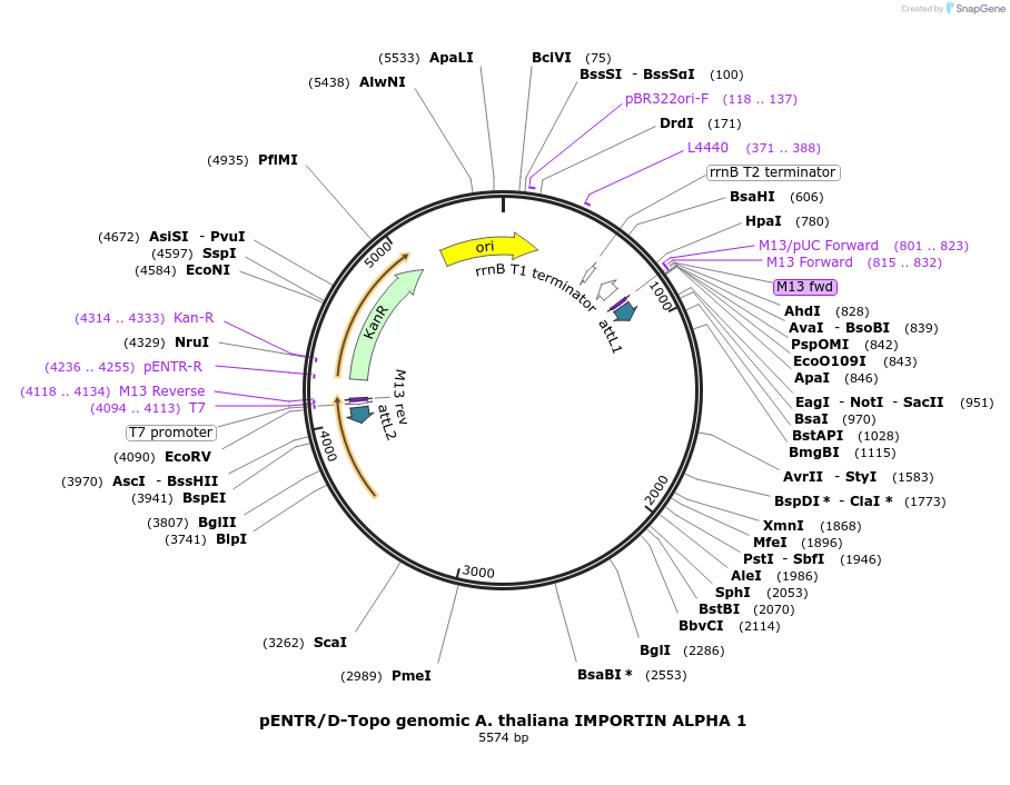175814-plasmid-map-sequence-id-346174