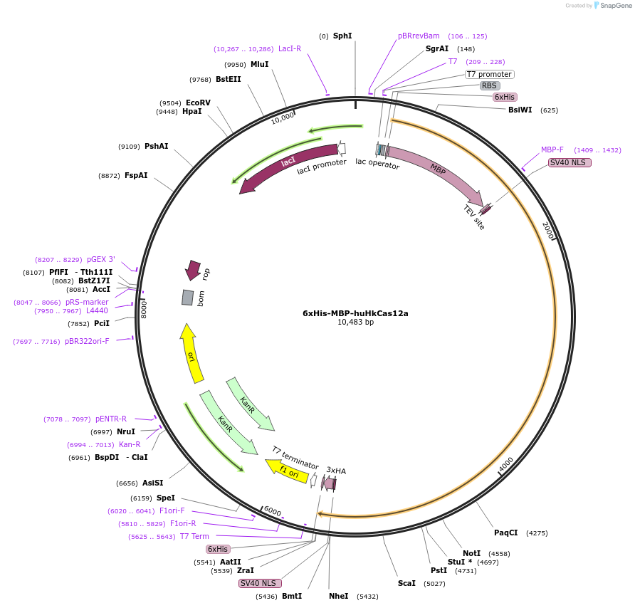 174683-plasmid-map-sequence-id-346190
