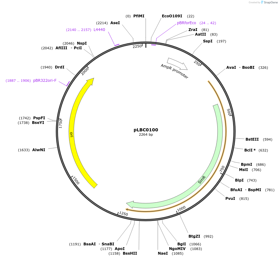 172789-plasmid-map-sequence-id-346211