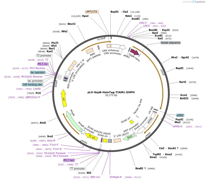 176127-plasmid-map-sequence-id-346212