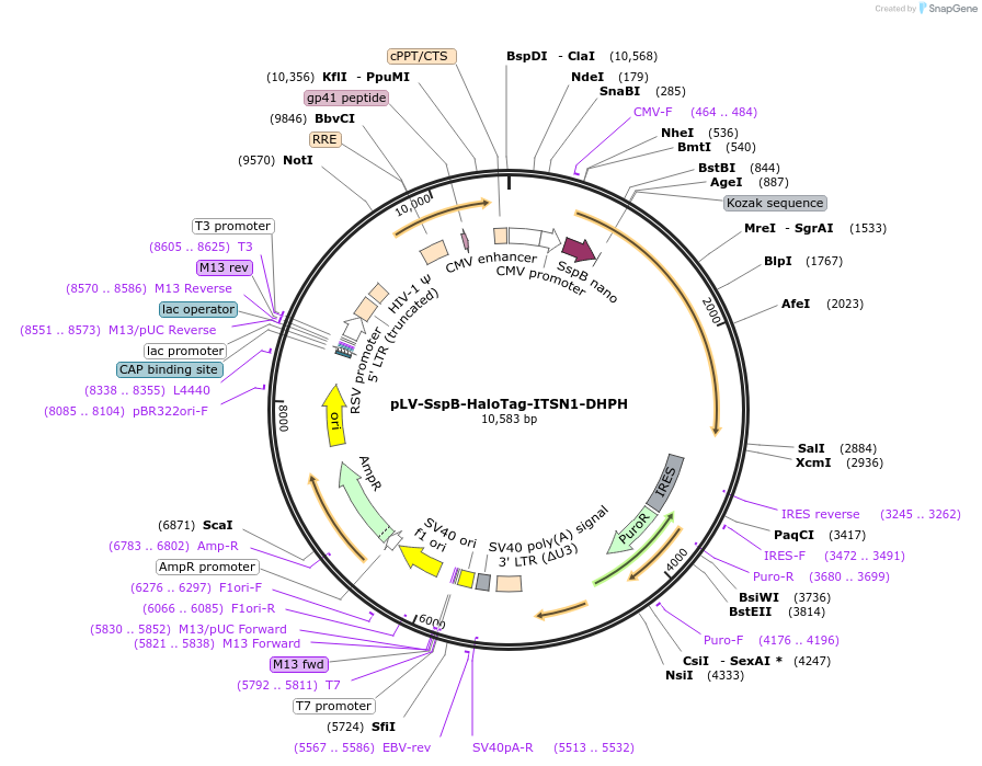 176128-plasmid-map-sequence-id-346214