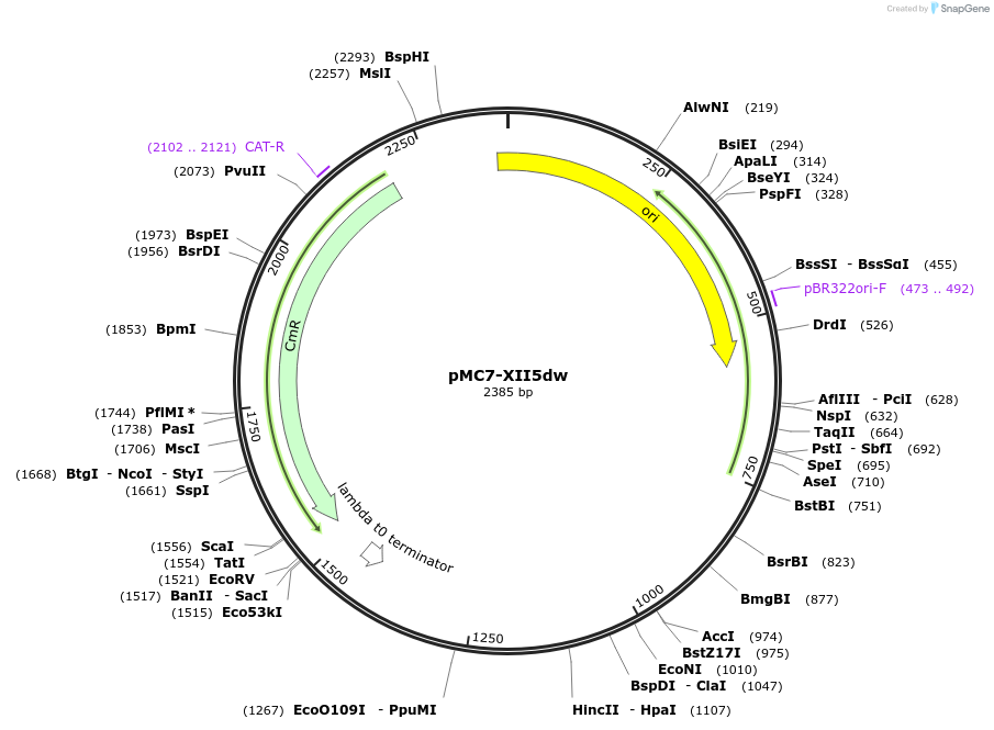 176177-plasmid-map-sequence-id-346215
