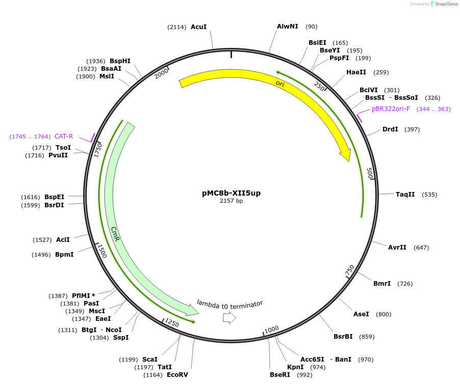 176176-plasmid-map-sequence-id-346216