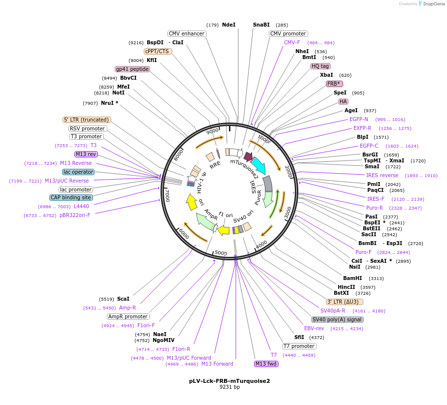 176130-plasmid-map-sequence-id-346217