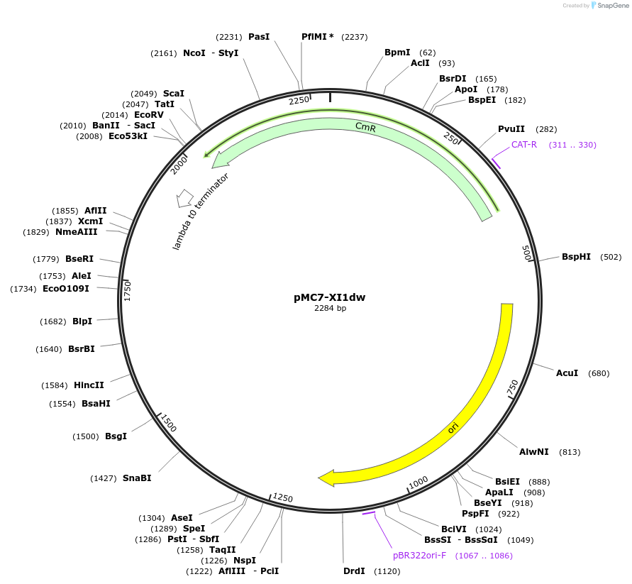 176167-plasmid-map-sequence-id-346220