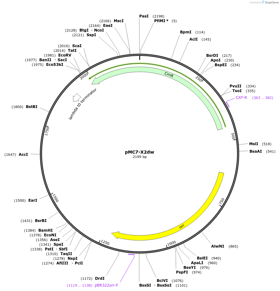176163-plasmid-map-sequence-id-346223