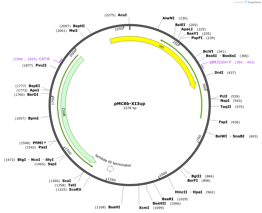 176170-plasmid-map-sequence-id-346225