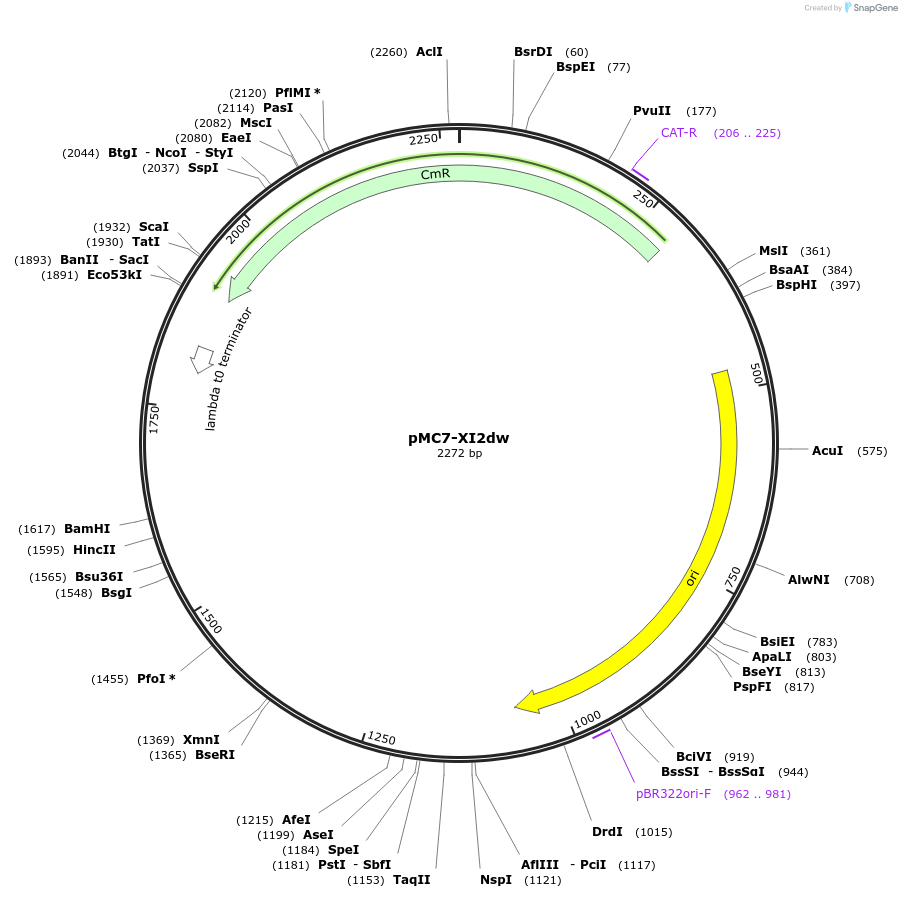 176169-plasmid-map-sequence-id-346226