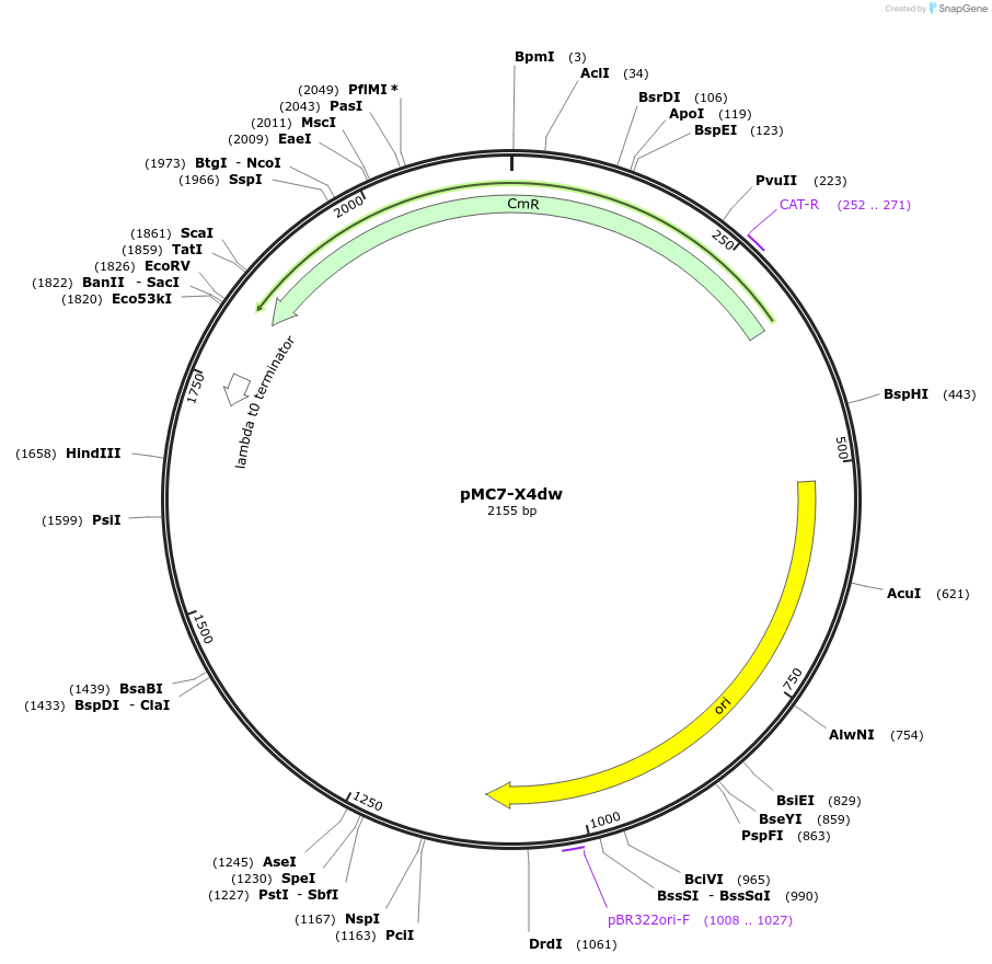 176165-plasmid-map-sequence-id-346228