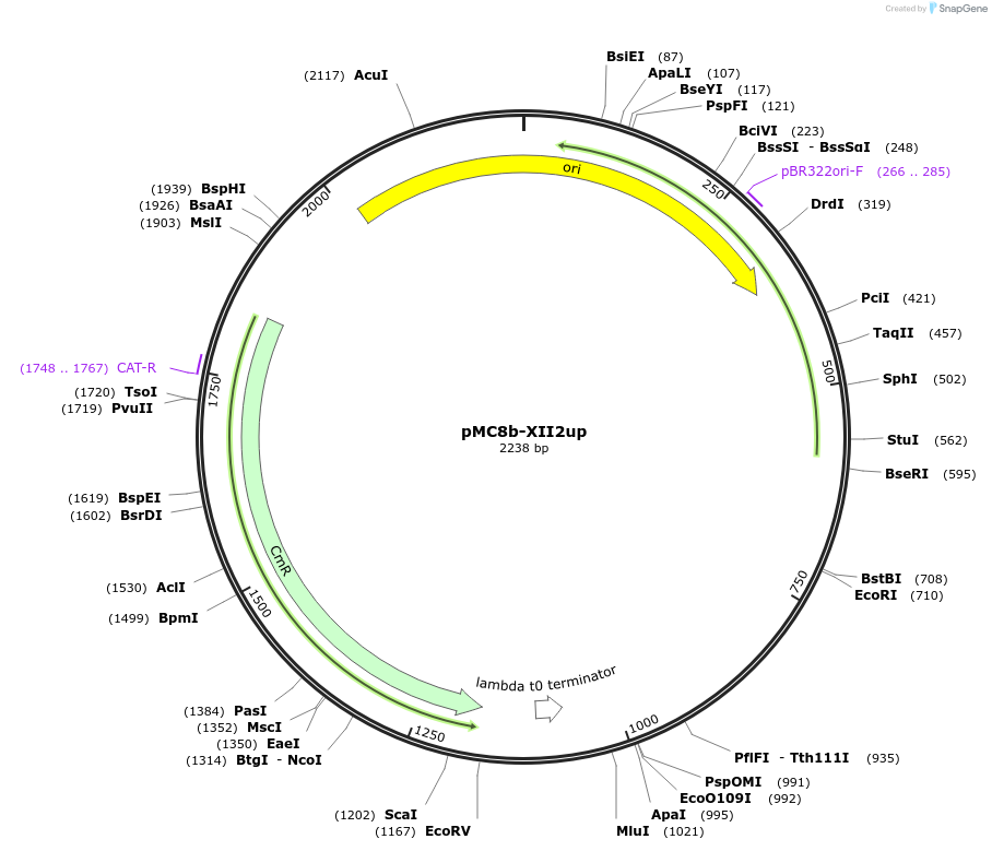 176174-plasmid-map-sequence-id-346229