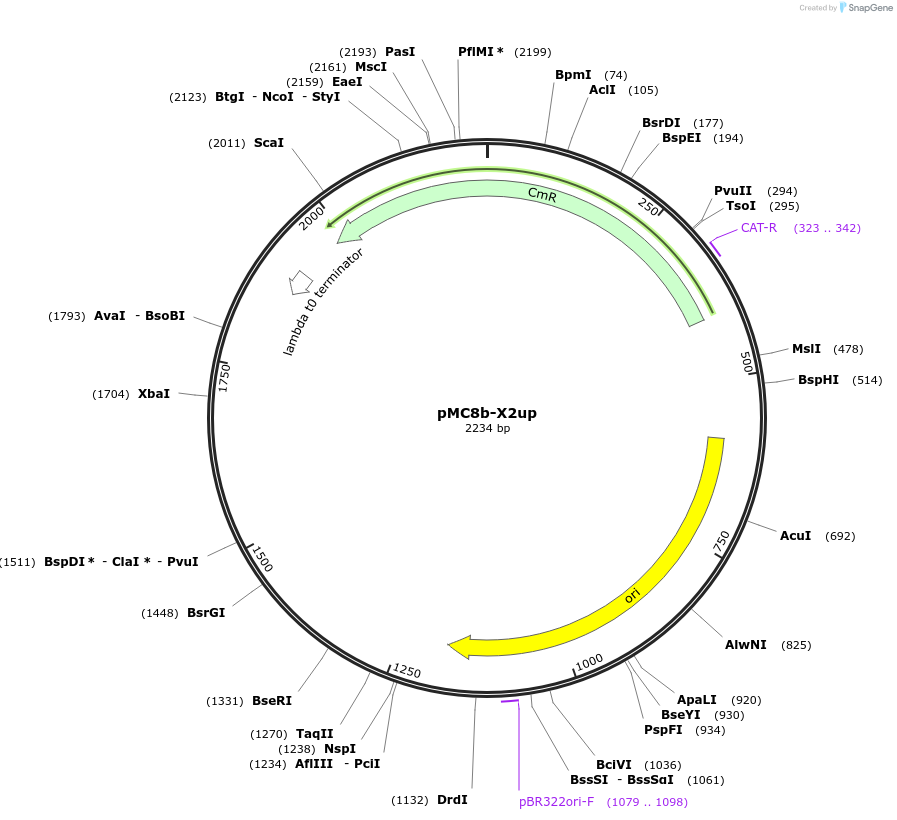 176162-plasmid-map-sequence-id-346230