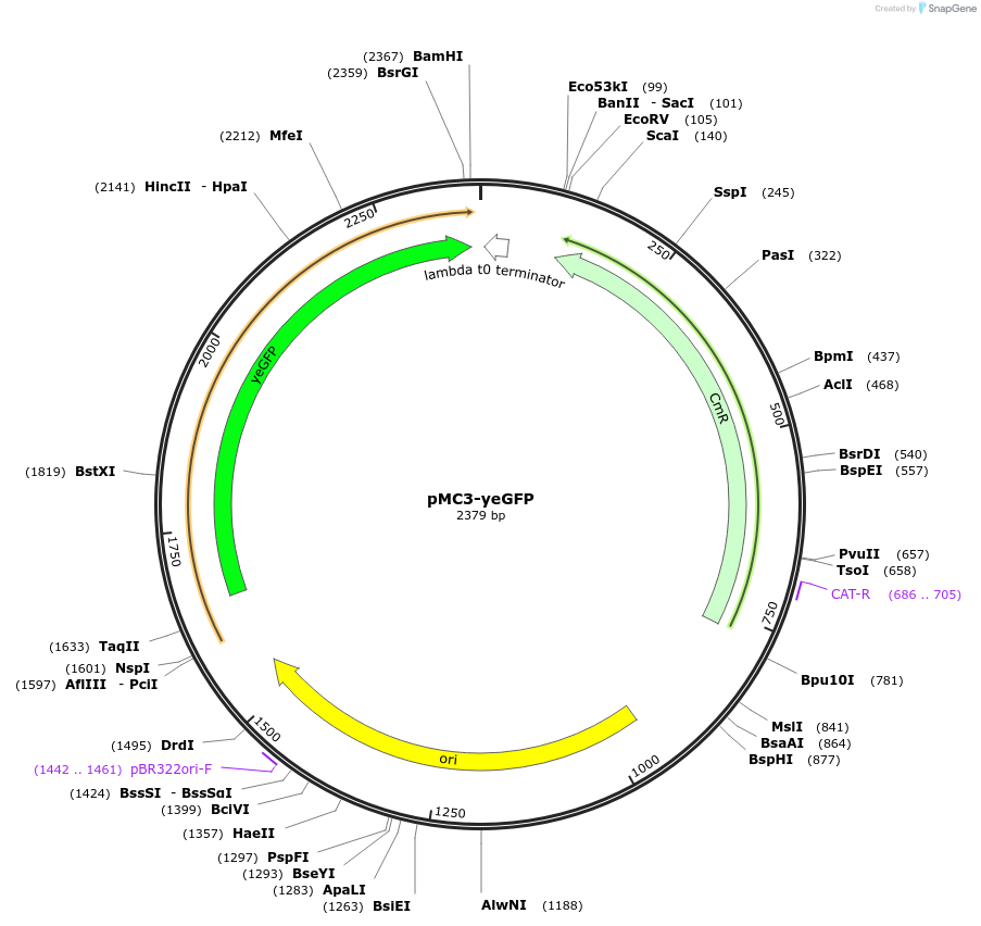 176181-plasmid-map-sequence-id-346231
