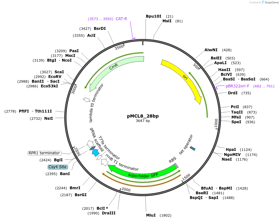 176185-plasmid-map-sequence-id-346233