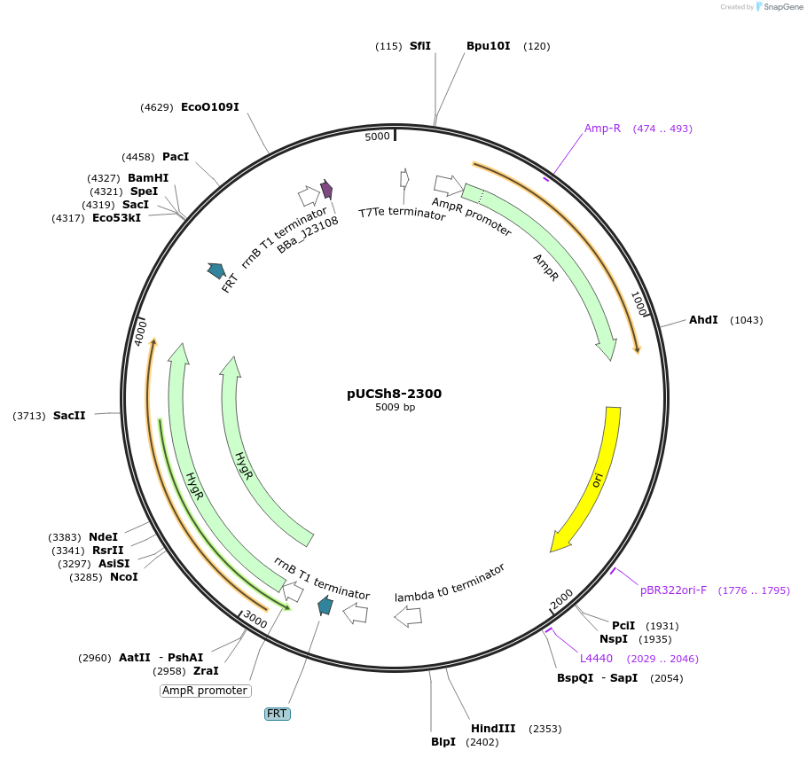 170986-plasmid-map-sequence-id-346235