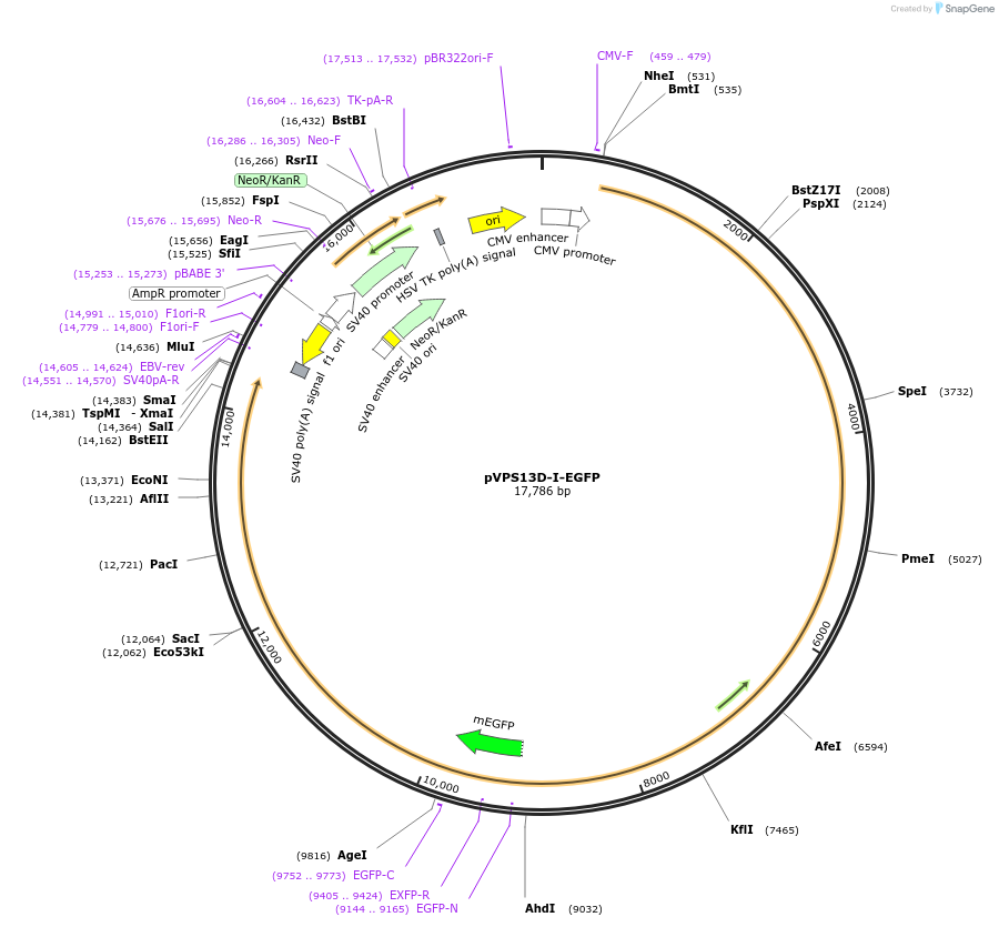 176464-plasmid-map-sequence-id-346241