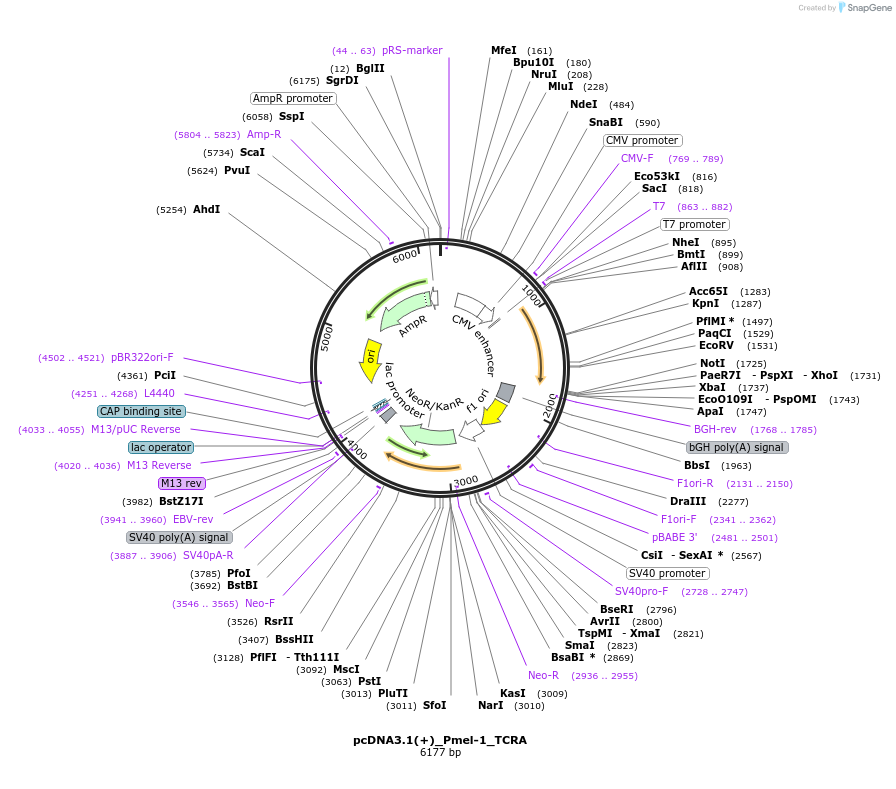 175287-plasmid-map-sequence-id-346251