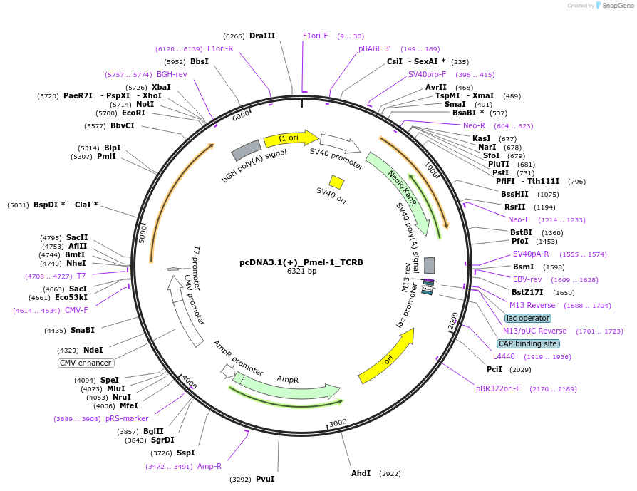 175288-plasmid-map-sequence-id-346253