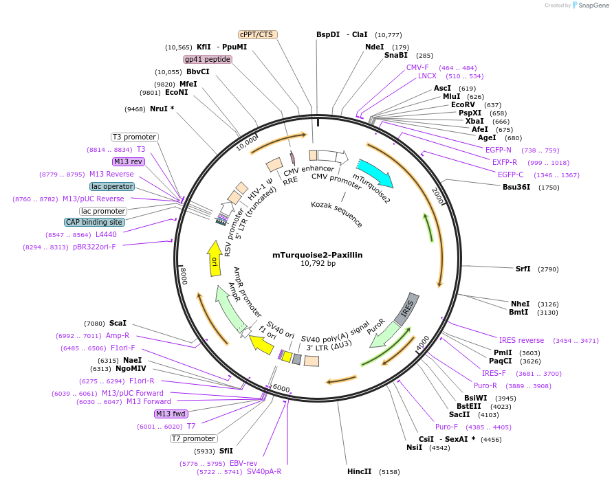 176107-plasmid-map-sequence-id-346287