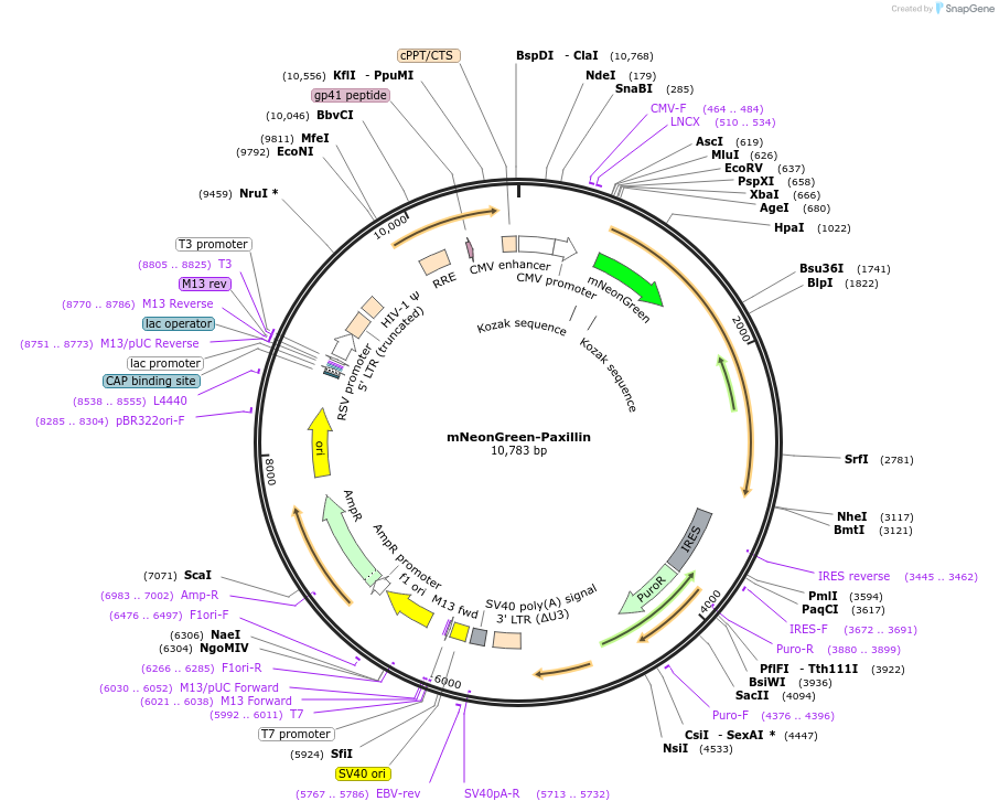 176106-plasmid-map-sequence-id-346288