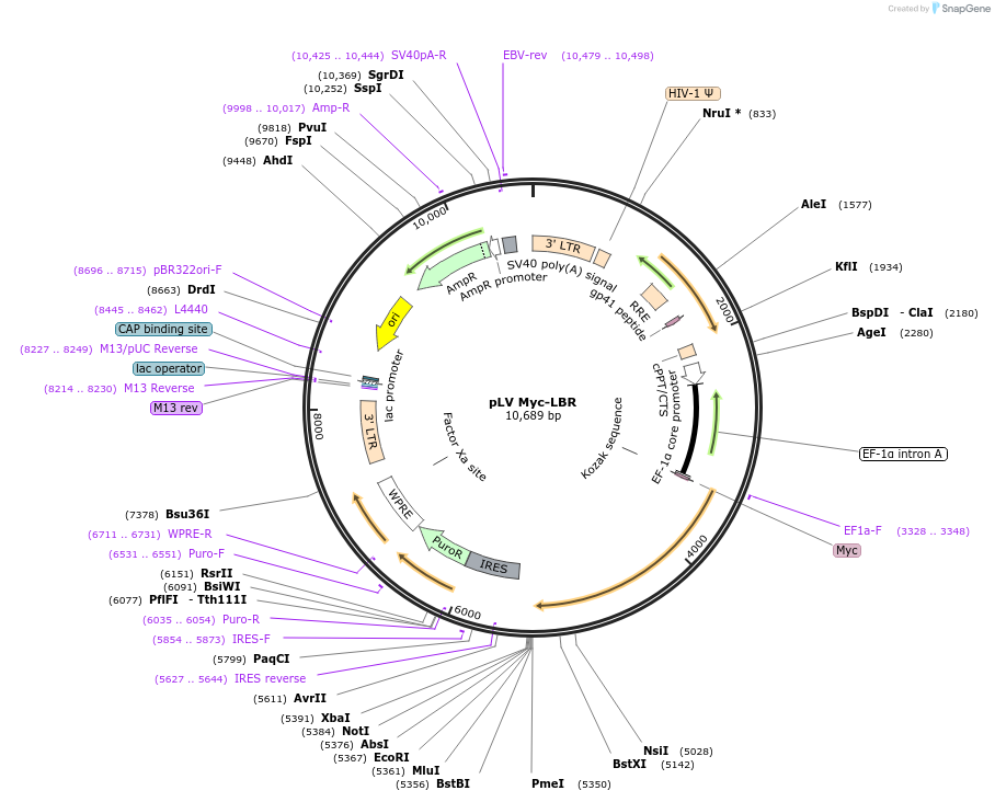 175102-plasmid-map-sequence-id-346297