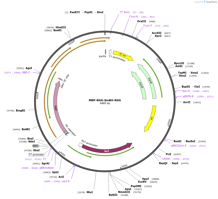176644-plasmid-map-sequence-id-346299