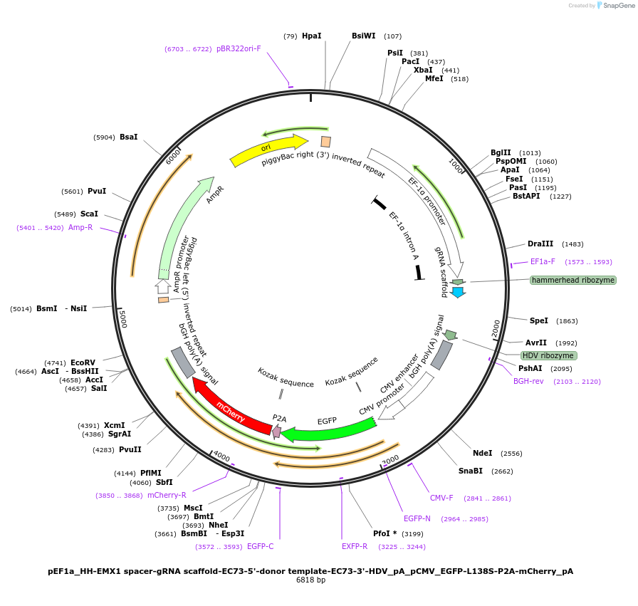 176459-plasmid-map-sequence-id-346304