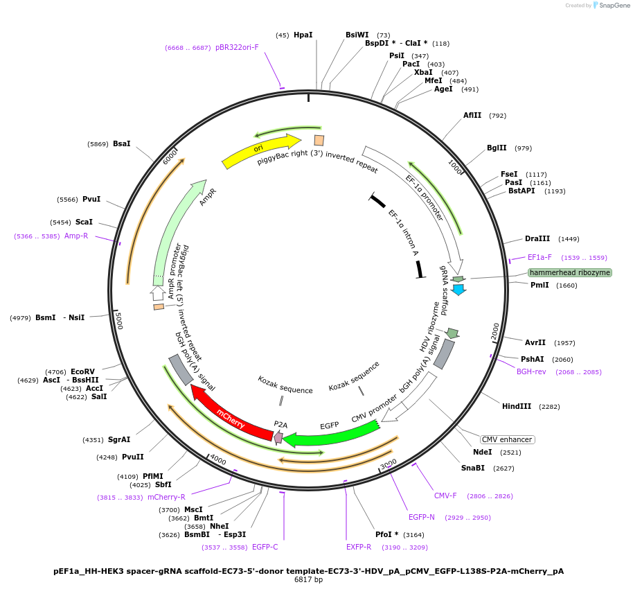 176460-plasmid-map-sequence-id-346305