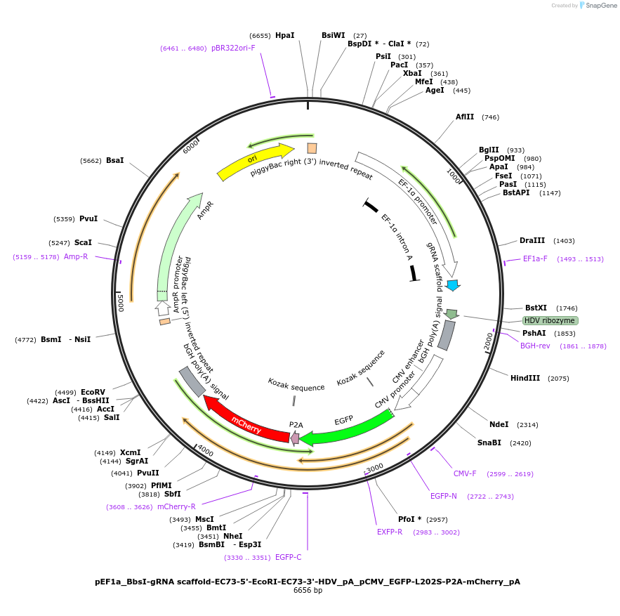 176461-plasmid-map-sequence-id-346306