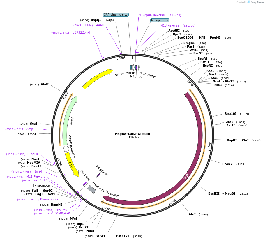 170102-plasmid-map-sequence-id-346308