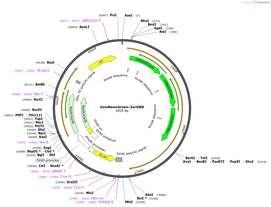 176101-plasmid-map-sequence-id-346312