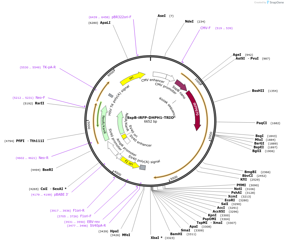 176119-plasmid-map-sequence-id-346321