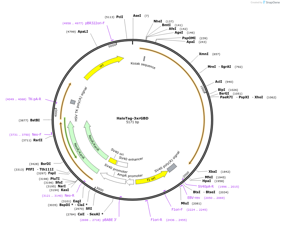 176108-plasmid-map-sequence-id-346322
