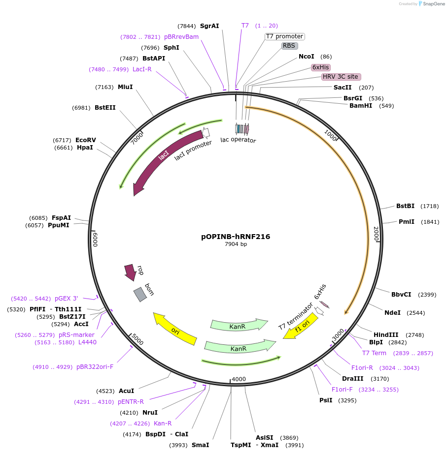167354-plasmid-map-sequence-id-346323