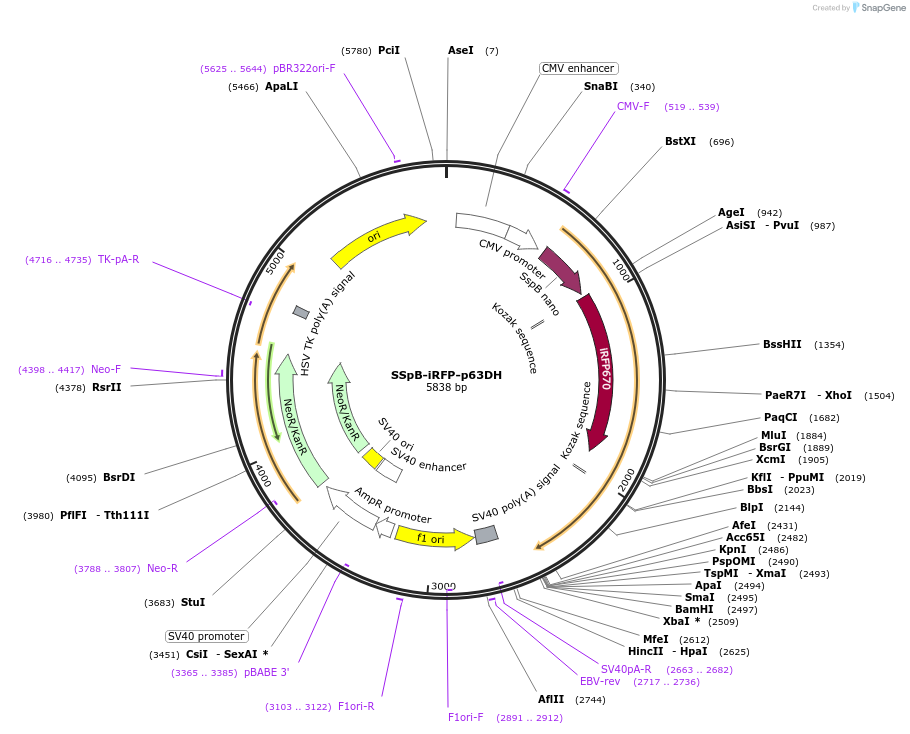 176120-plasmid-map-sequence-id-346325