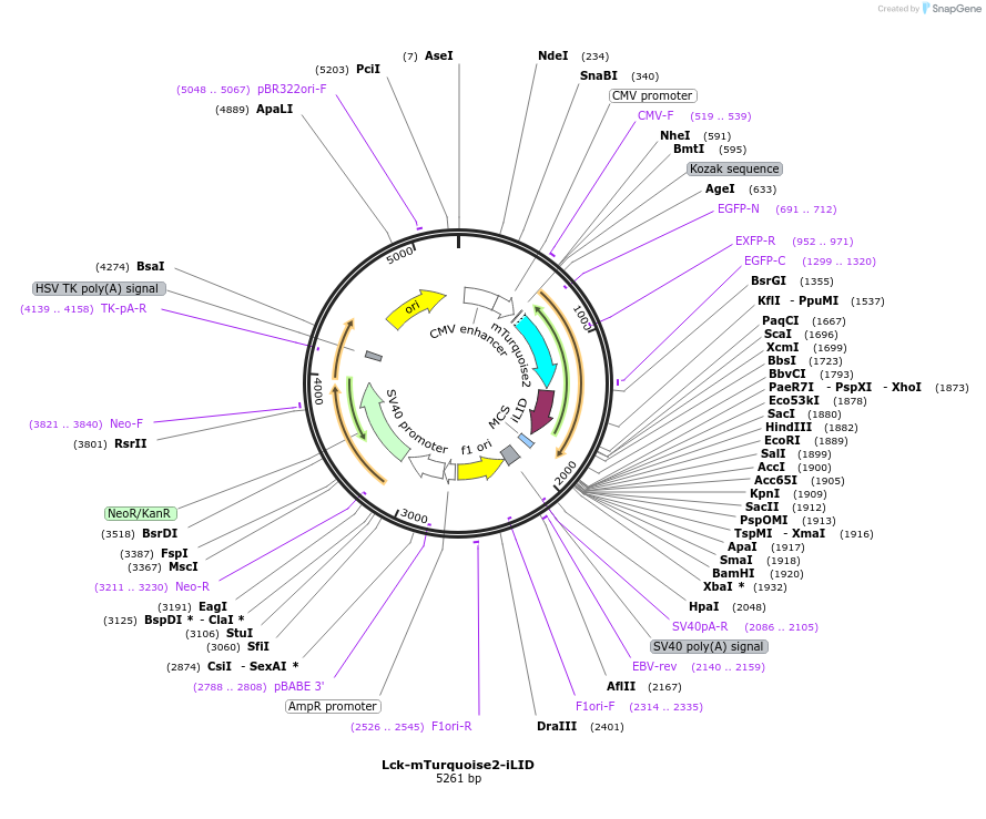 176125-plasmid-map-sequence-id-346326