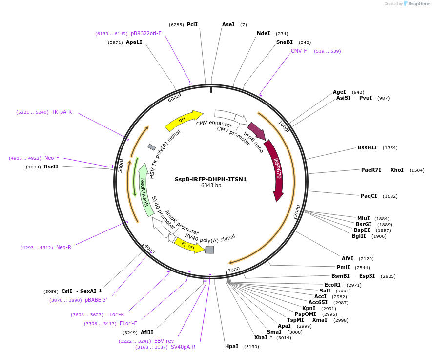 176117-plasmid-map-sequence-id-346328