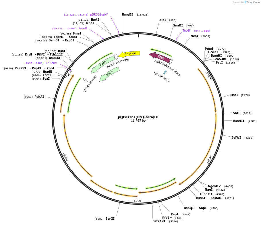 175580-plasmid-map-sequence-id-346337
