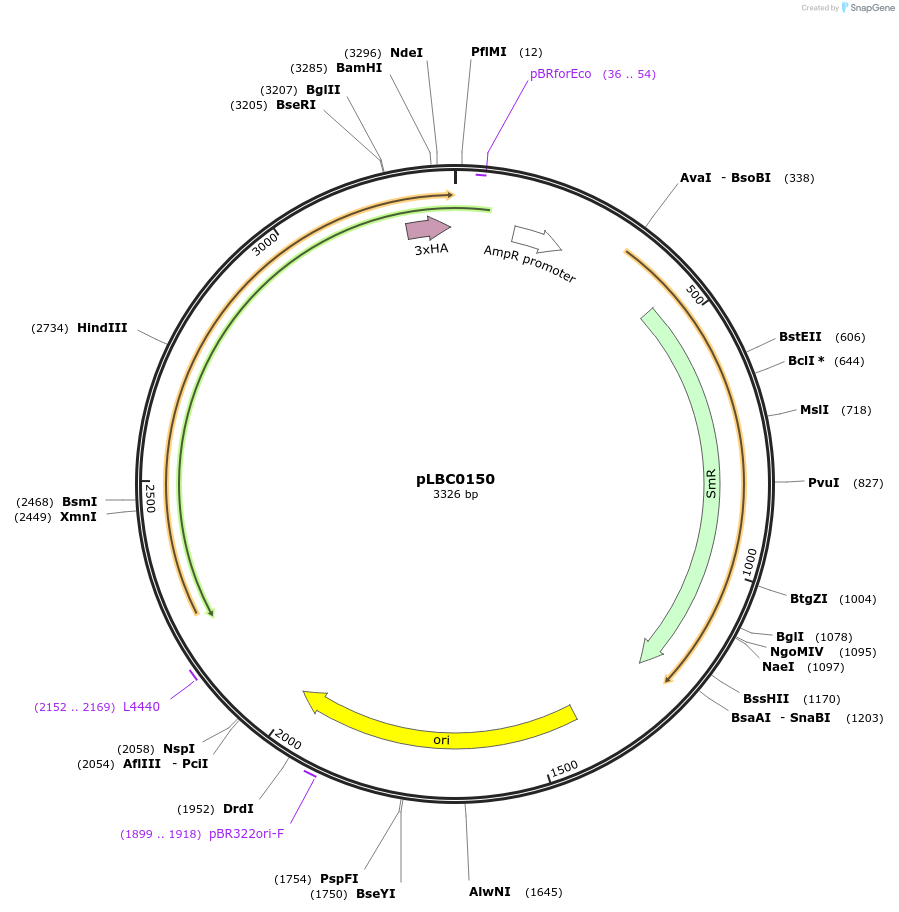 172795-plasmid-map-sequence-id-346338