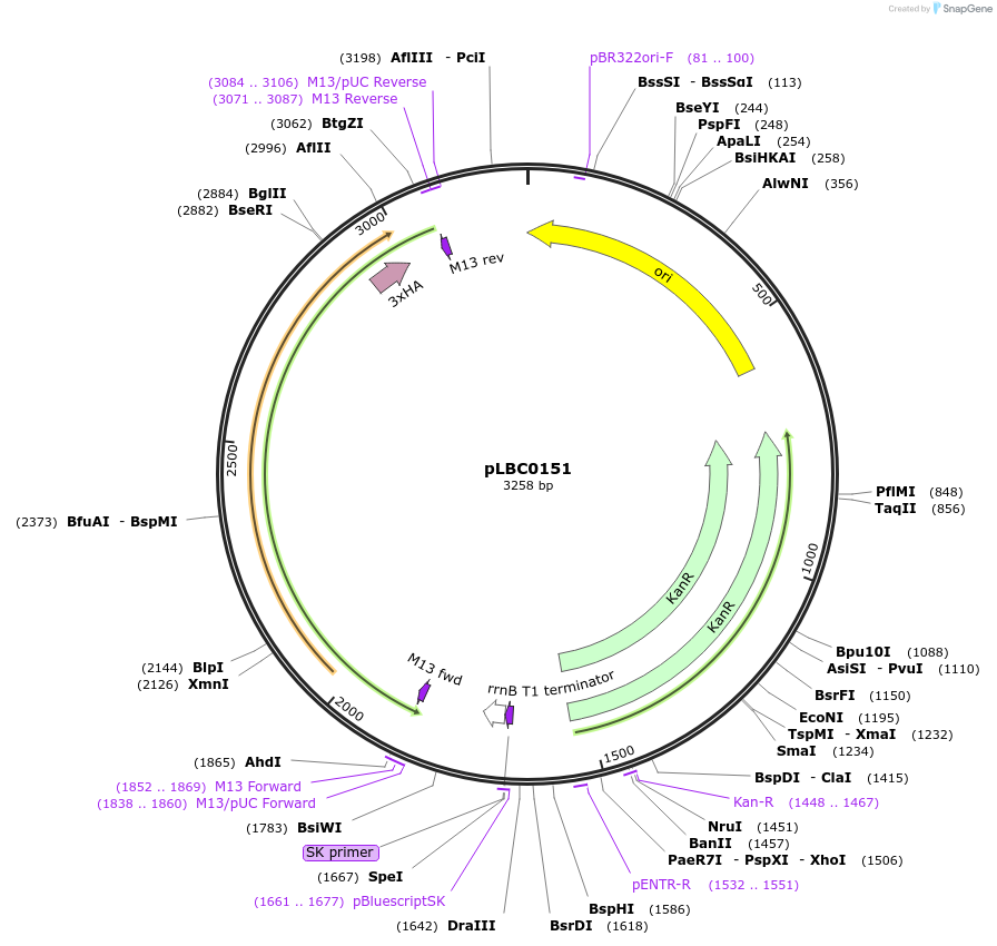 172796-plasmid-map-sequence-id-346339