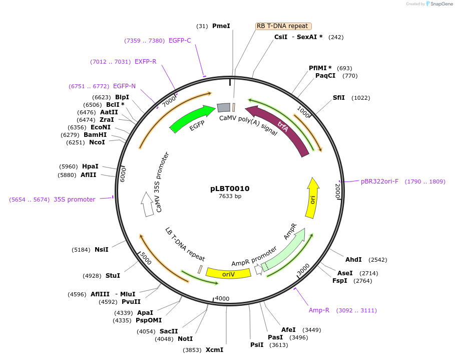 172797-plasmid-map-sequence-id-346340