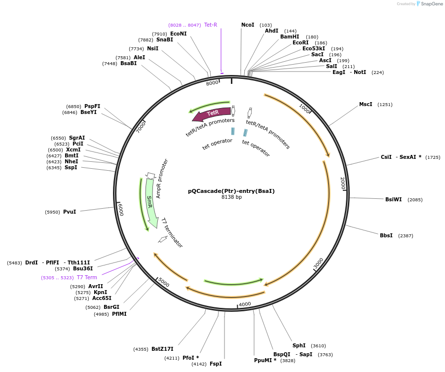175579-plasmid-map-sequence-id-346341