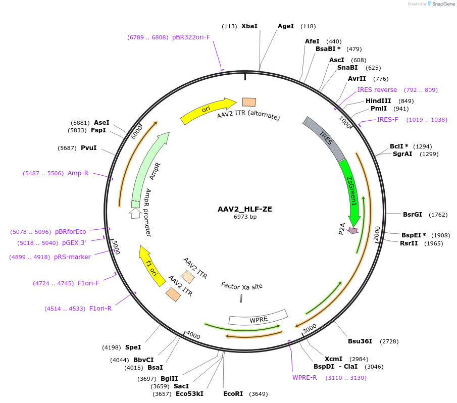 175034-plasmid-map-sequence-id-346345