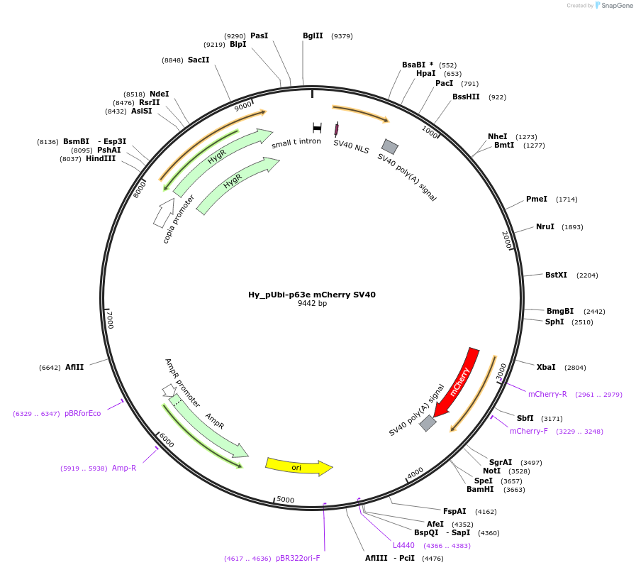 176300-plasmid-map-sequence-id-346360