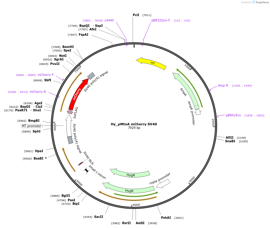176302-plasmid-map-sequence-id-346362