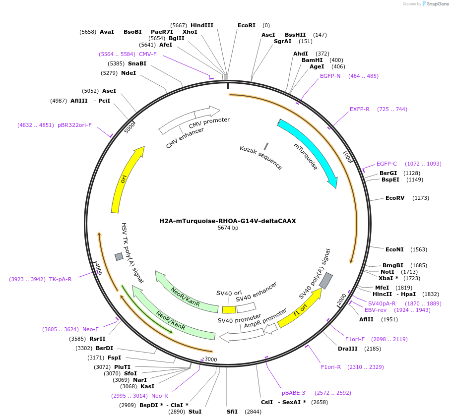 176097-plasmid-map-sequence-id-346368
