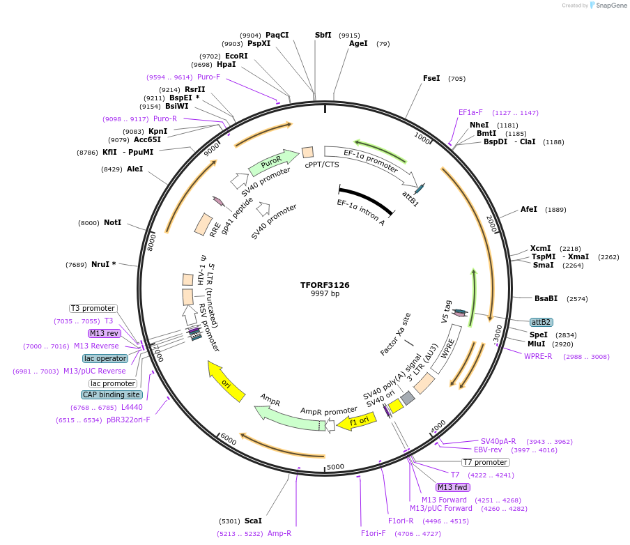 144602-plasmid-map-sequence-id-346386