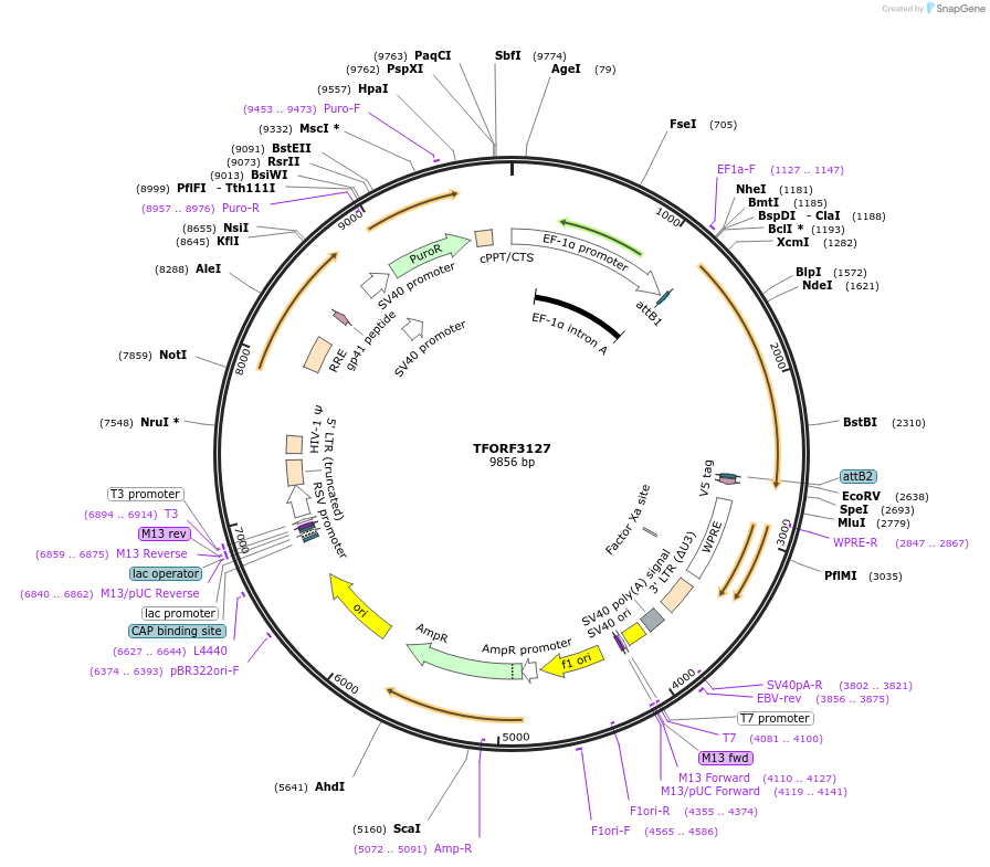 144603-plasmid-map-sequence-id-346389