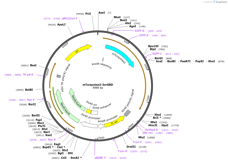 176100-plasmid-map-sequence-id-346392