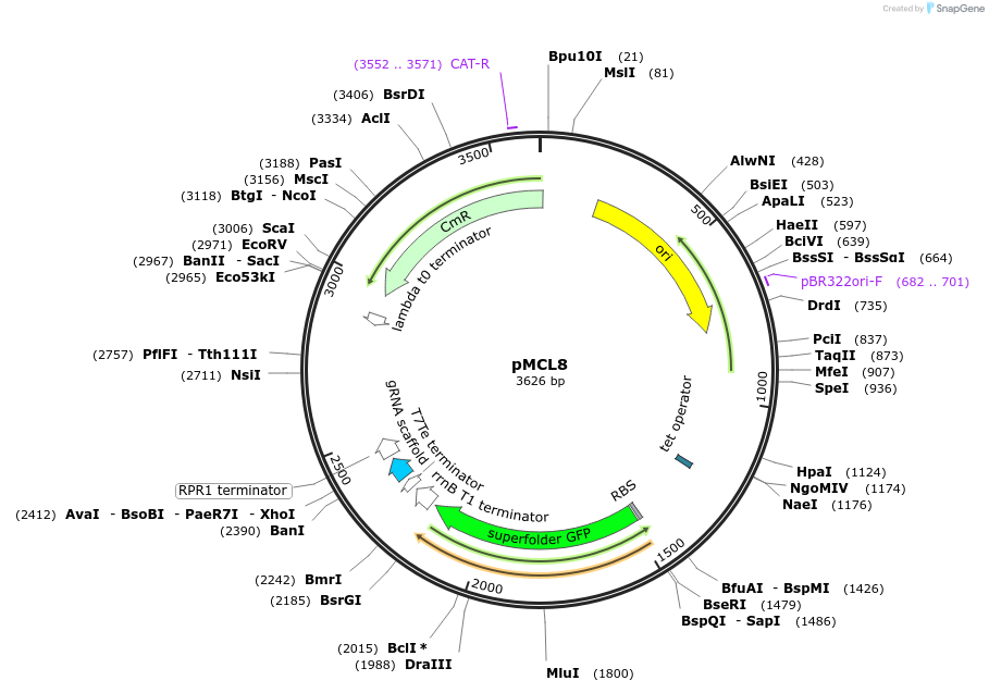 176184-plasmid-map-sequence-id-346497
