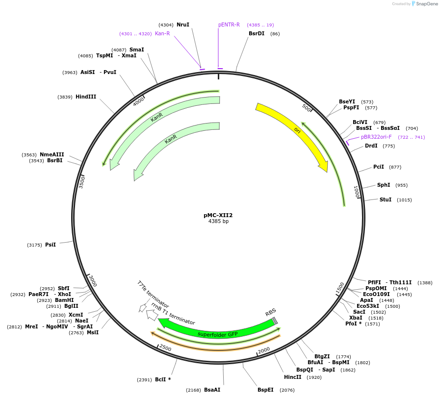 176160-plasmid-map-sequence-id-346498